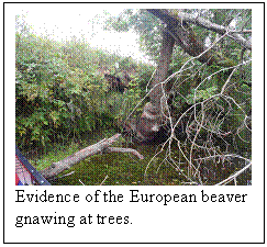 Text Box:  
Evidence of the European beaver gnawing at trees.

