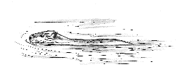 Drawing of beaver swimming