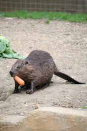 European beaver