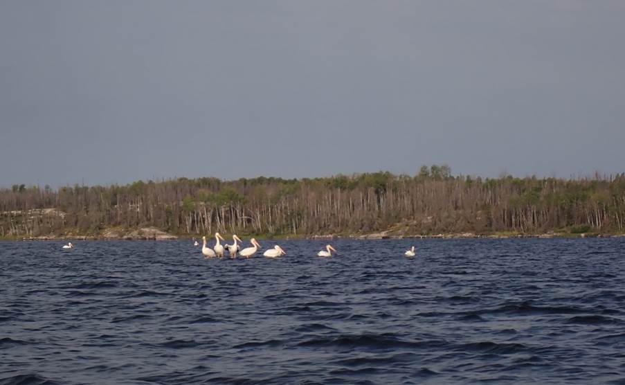 A group of birds in the water

Description automatically generated