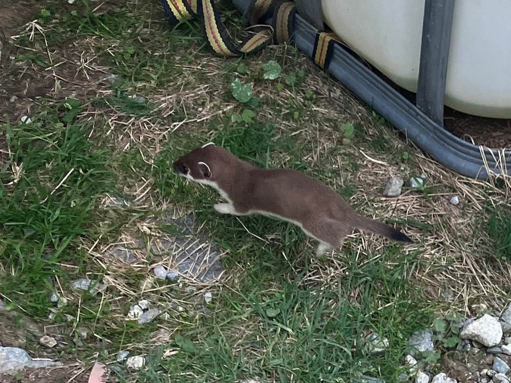 A small animal standing on grass
Description automatically generated