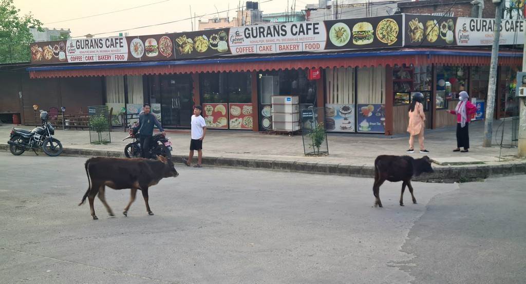 A group of cows walking on a street

Description automatically generated